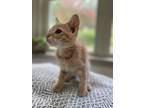 Meet Kermit Kermit Is A Sweet Loving Little Kitten Who Was Found On The Streets Of South Carolina He Loves To Eat Nap And Play He Also Loves To Run Ar