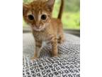 Meet Cheddar Cheddar Is A Sweet Loving Little Kitten Who Was Found On The Streets Of South Carolina He Loves To Eat Nap And Play He Also Loves To Run 