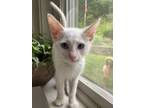 Meet Stitch Stitch Is A Sweet Loving Little Kitten Who Was Found On The Streets Of South Carolina He Loves To Eat Nap And Play He Also Loves To Run Ar