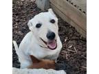 This Good Boy Is Being Fostered In Austin And He Is Available To Meet Meet Steve This Boy Was Unfortunately Surrendered To Us Because His Owner Was Al