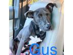 Adopt Gus a American Staffordshire Terrier, Border Collie
