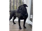 Adopt Charly aka "Chacha" a Black Labrador Retriever, Terrier