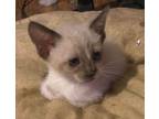 Adopt Snickerdoodle a Domestic Short Hair, Siamese