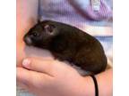 Is A Male Hamster More About Him Will Be Coming Soon See More At Petfindercom