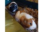 BONDED FEMALE Guinea Pigs Between 35 Years Old These Two Love Food And Are Very Vocal They Are Currently Located In The Spokane Valley Area And Will C