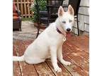 Adopt Claire a Siberian Husky, Mixed Breed