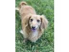Cal Is A 7 Year Old Mini Longhaired Cream Dachshund Cal Loves Naps Cuddling On The Couch With You A Good Snack Other Pets Cats And Dogs Being Apprecia