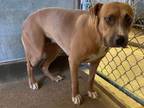 Adopt Padme A Pit Bull Terrier