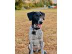 Adopt Sarge a German Wirehaired Pointer