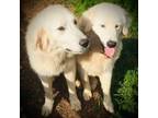 Great Pyrenees Puppy for sale in Tiller, OR, USA