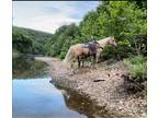 Online Auction Beautiful OneOfAKind Palomino Gelding Ranch Trails