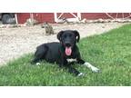 Adopt Ari a Border Collie / Labrador Retriever / Mixed dog in St.