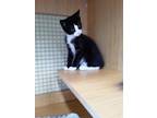 Adopt Moses a Black & White or Tuxedo Domestic Shorthair (short coat) cat in