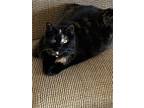 Adopt Mia a Tortoiseshell Domestic Mediumhair / Mixed (medium coat) cat in