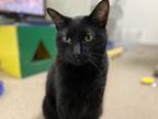 Adopt Archie a All Black Domestic Shorthair / Domestic Shorthair / Mixed cat in