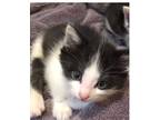 Adopt Oreo Wignall a White Domestic Shorthair / Mixed cat in Mackinaw