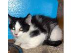 Adopt Blaine Lindahl aka Kelcee Kitten #1 a Black & White or Tuxedo Domestic