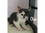 Adopt Olive Dornberger a Gray or Blue (Mostly) Domestic Shorthair / Mixed cat in