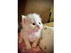 Adopt Ollie Ayla Clayton a White Domestic Mediumhair / Mixed cat in Mackinaw