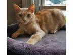 Adopt Peanut a Orange or Red Domestic Shorthair / Mixed cat in Phillipsburg