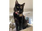 Adopt Mia a Tortoiseshell Domestic Mediumhair / Mixed (medium coat) cat in