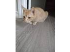 Adopt Lasagna a Orange or Red Domestic Shorthair / Mixed (short coat) cat in