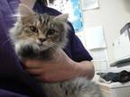 Adopt SCARLETT OHARA a Brown Tabby Domestic Longhair / Mixed (long coat) cat in