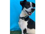 Adopt Grover a Black - with White Rat Terrier / Mixed dog in Phoenix