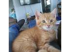 Adopt Barnny a Orange or Red Tabby Domestic Shorthair / Mixed (short coat) cat