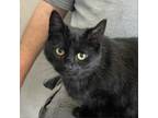 Adopt Ninja a All Black Domestic Shorthair / Mixed cat in Ballston Spa