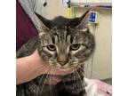 Adopt Regina a Gray or Blue Domestic Shorthair / Mixed cat in Ballston Spa