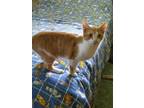 Adopt Harry a Orange or Red Domestic Shorthair / Mixed (short coat) cat in