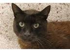 Adopt EINSTEIN* a Brown or Chocolate Havana Brown / Mixed (short coat) cat in