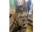 Adopt Lady-kitten a Brown Tabby Domestic Shorthair / Mixed (short coat) cat in