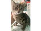 Adopt Lizzy-kitten a Brown or Chocolate Domestic Shorthair / Mixed (short coat)