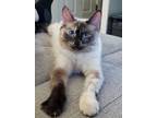 Adopt Emmy a Cream or Ivory (Mostly) Domestic Shorthair (short coat) cat in