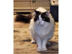 Adopt Hoda a White (Mostly) Ragdoll (long coat) cat in Anchorage, AK (35129705)
