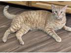 Adopt Toby a Orange or Red Tabby Domestic Shorthair (short coat) cat in