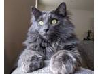 Adopt Michael and Dwight a Gray or Blue Domestic Longhair (long coat) cat in