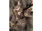 Adopt Lichen and Lupine a Gray, Blue or Silver Tabby Domestic Shorthair (short