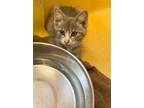 Adopt Mustard-kitten a Gray, Blue or Silver Tabby Domestic Shorthair / Mixed