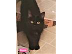 Adopt Rosie a All Black Domestic Shorthair (short coat) cat in Anchorage