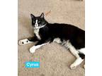 Adopt Cyrus a Black & White or Tuxedo Domestic Mediumhair (medium coat) cat in