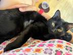 Adopt Pepper a Black (Mostly) Domestic Shorthair (short coat) cat in Anchorage