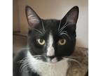 Adopt Bauer a All Black Domestic Shorthair / Mixed cat in Ballston Spa