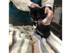 Adopt Robin a All Black Domestic Shorthair / Mixed cat in Ballston Spa