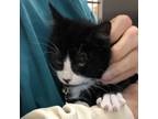 Adopt Debbie a All Black Domestic Shorthair / Mixed cat in Ballston Spa