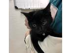 Adopt Sally a All Black Domestic Shorthair / Mixed cat in Ballston Spa