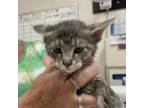 Adopt Wren lt grey tiger and white (dubois) a Gray or Blue Domestic Shorthair /