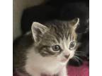 Adopt Rowan a All Black Domestic Shorthair / Mixed cat in Ballston Spa